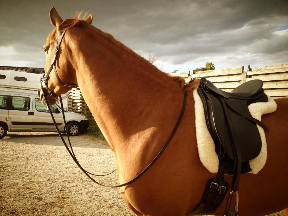 Tysk Oldenburger Immernenz (Bimmer) <3 - d. 19.08.2013 billede 2