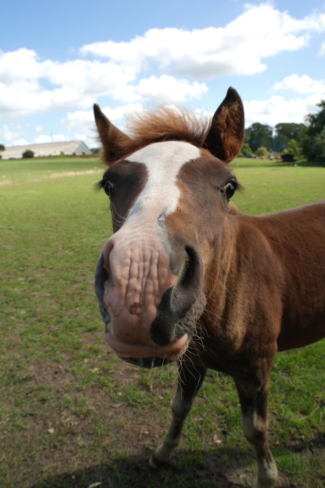 Aegidienberger Bertil billede 10