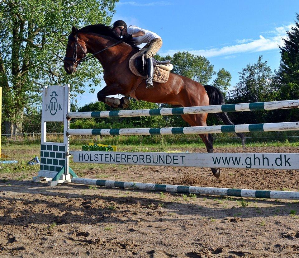 Holstener katrinebjergs Cosmo billede 3