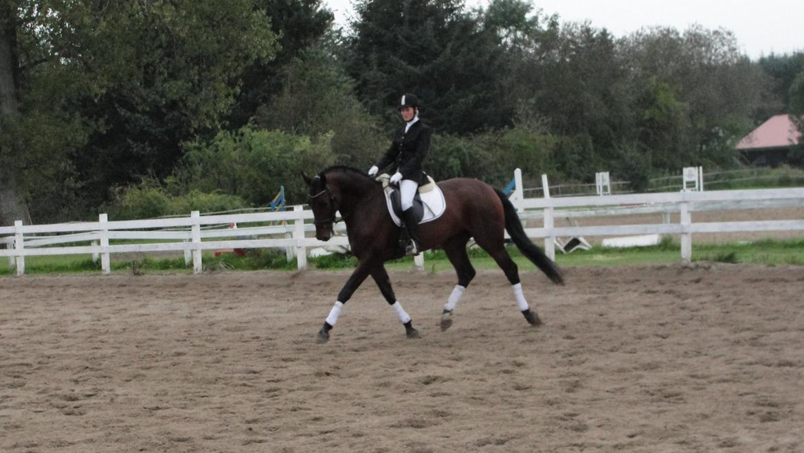 Holstener katrinebjergs Cosmo billede 7