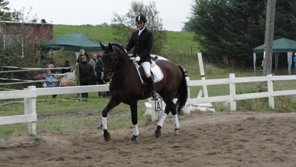 Holstener katrinebjergs Cosmo billede 8