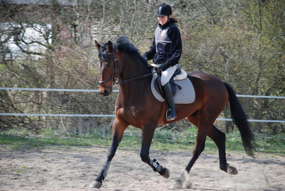 Holstener katrinebjergs Cosmo billede 10