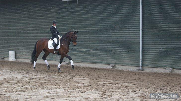 Holstener katrinebjergs Cosmo billede 11