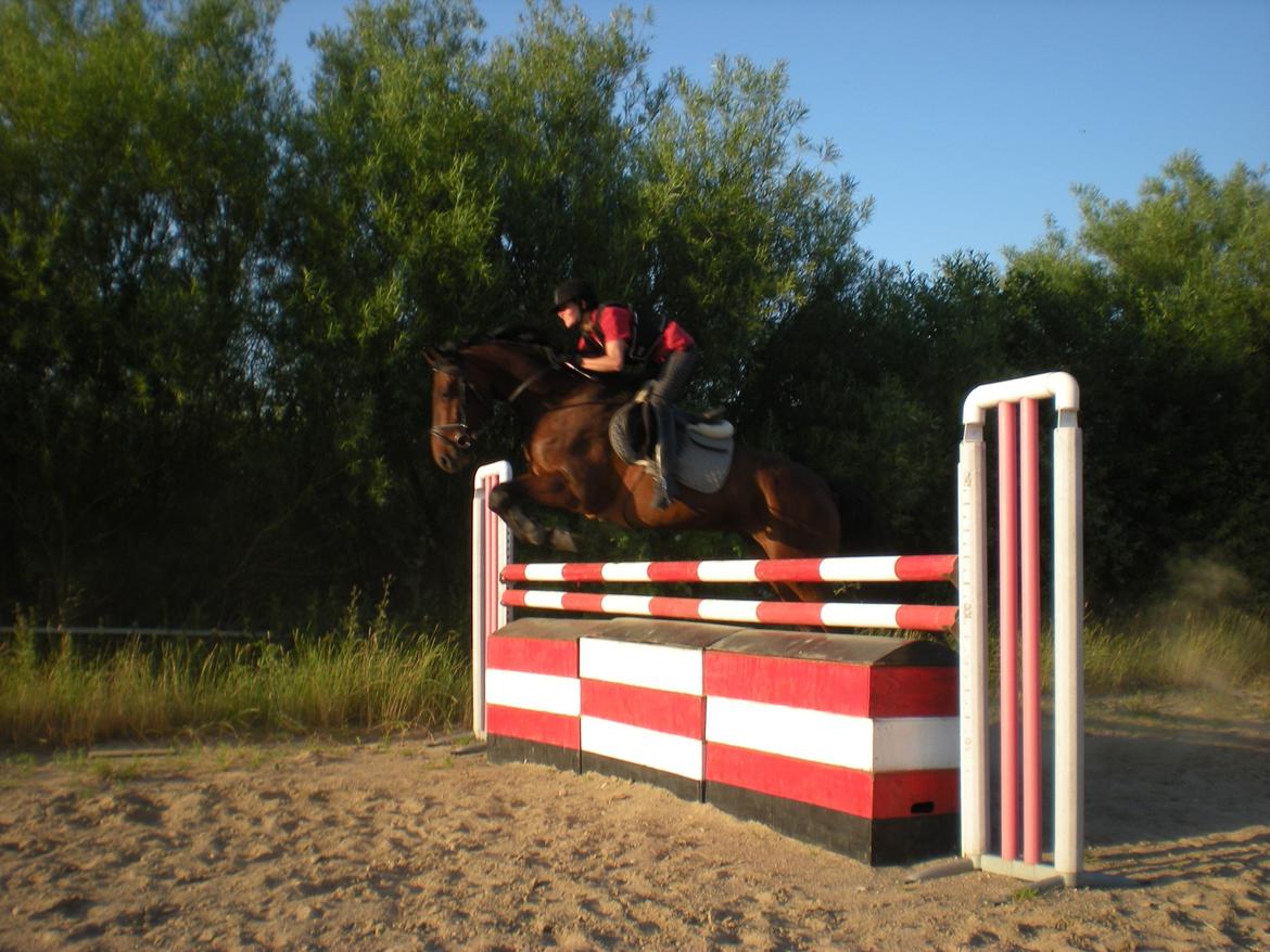 Holstener katrinebjergs Cosmo billede 2