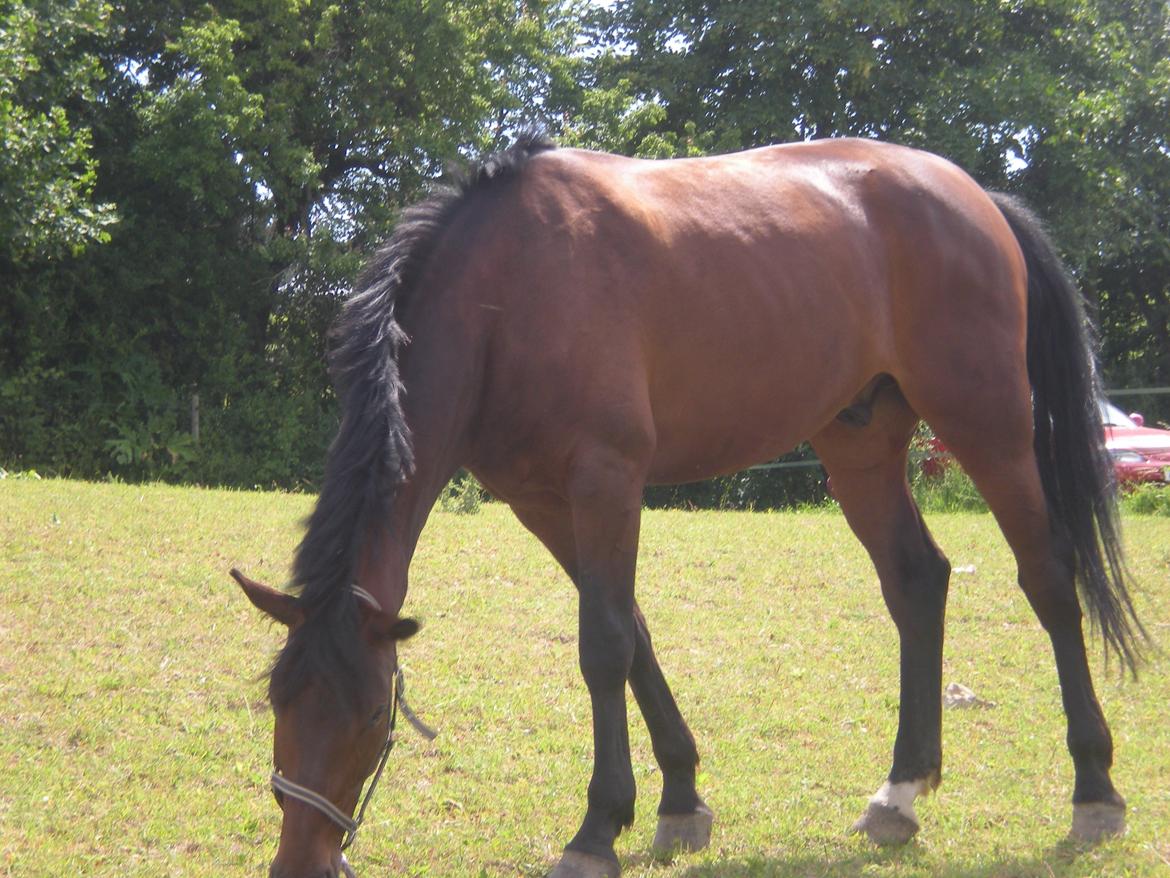Holstener katrinebjergs Cosmo billede 12