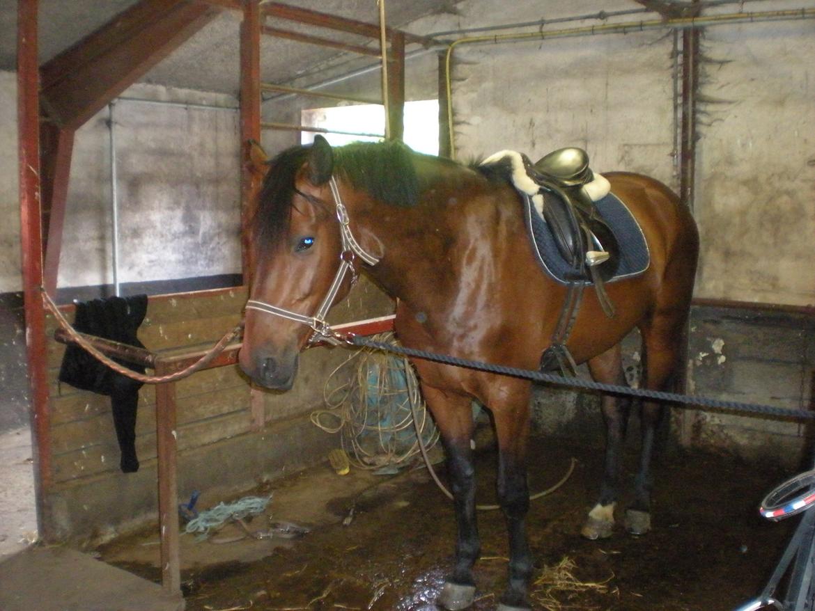 Holstener katrinebjergs Cosmo billede 13