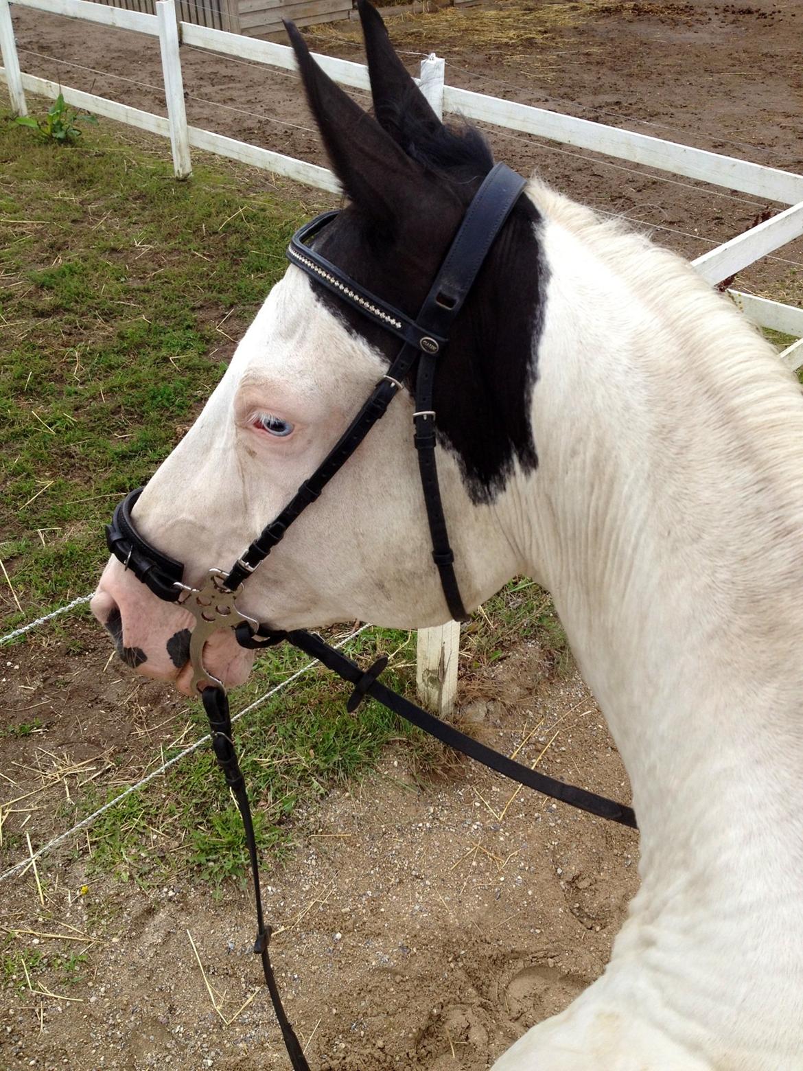 Paint Top hat - Første gang med hackamore!
©Camilla Meldgaard billede 6