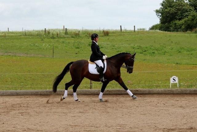 Oldenborg Langmosegårds Cassiopeia billede 10