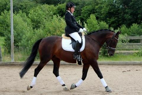 Oldenborg Langmosegårds Cassiopeia billede 8