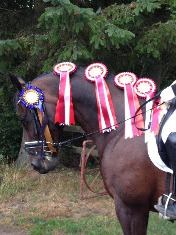 Oldenborg Langmosegårds Cassiopeia billede 2