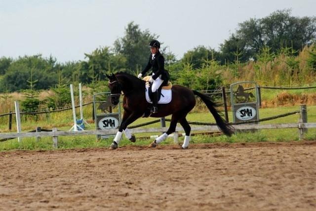 Oldenborg Langmosegårds Cassiopeia billede 4