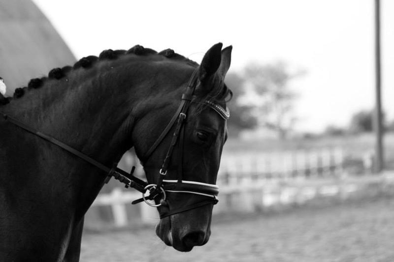 Oldenborg Langmosegårds Cassiopeia billede 3