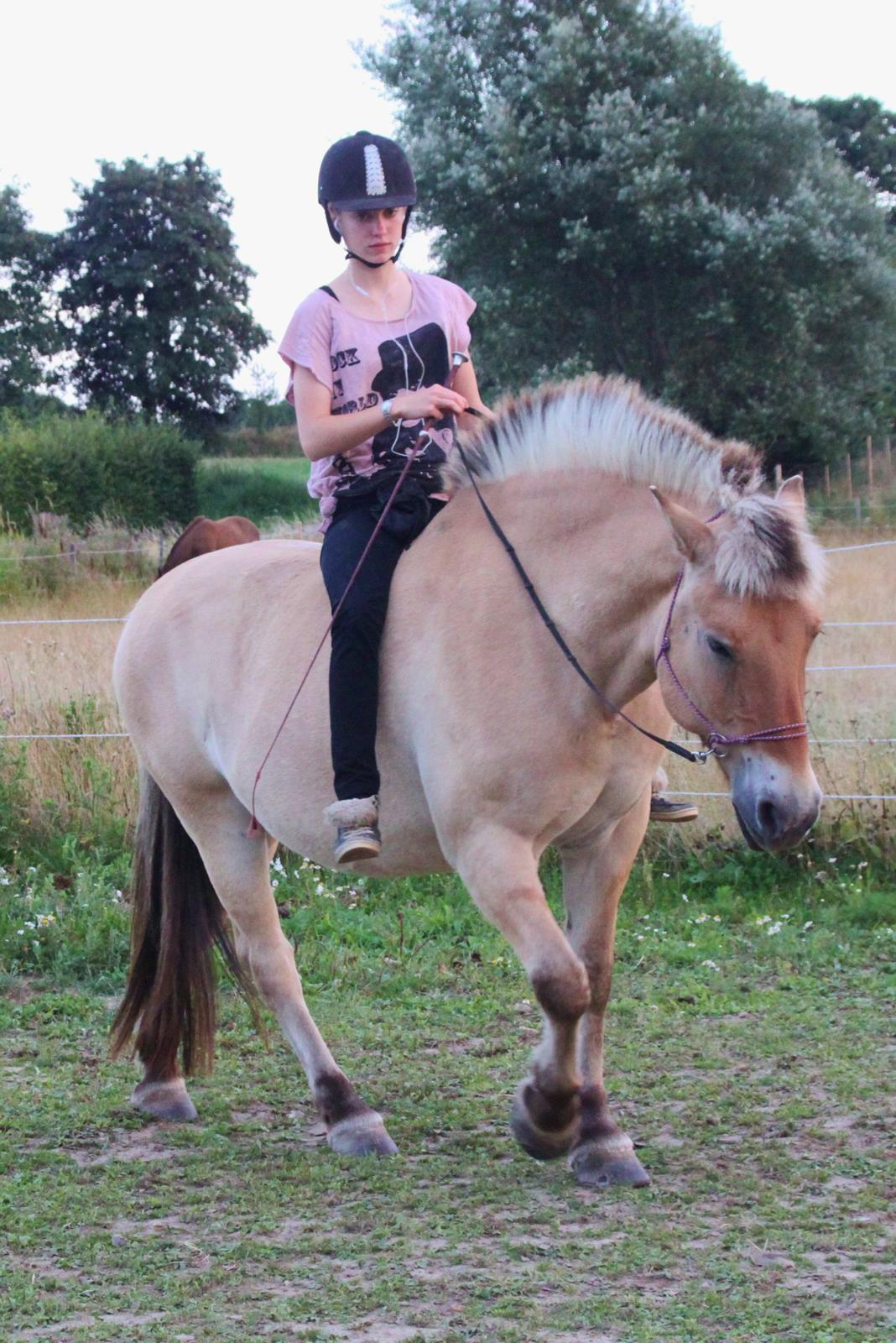 Fjordhest - Fabel Stanstorp - Træning d. 19/8 2013 billede 5