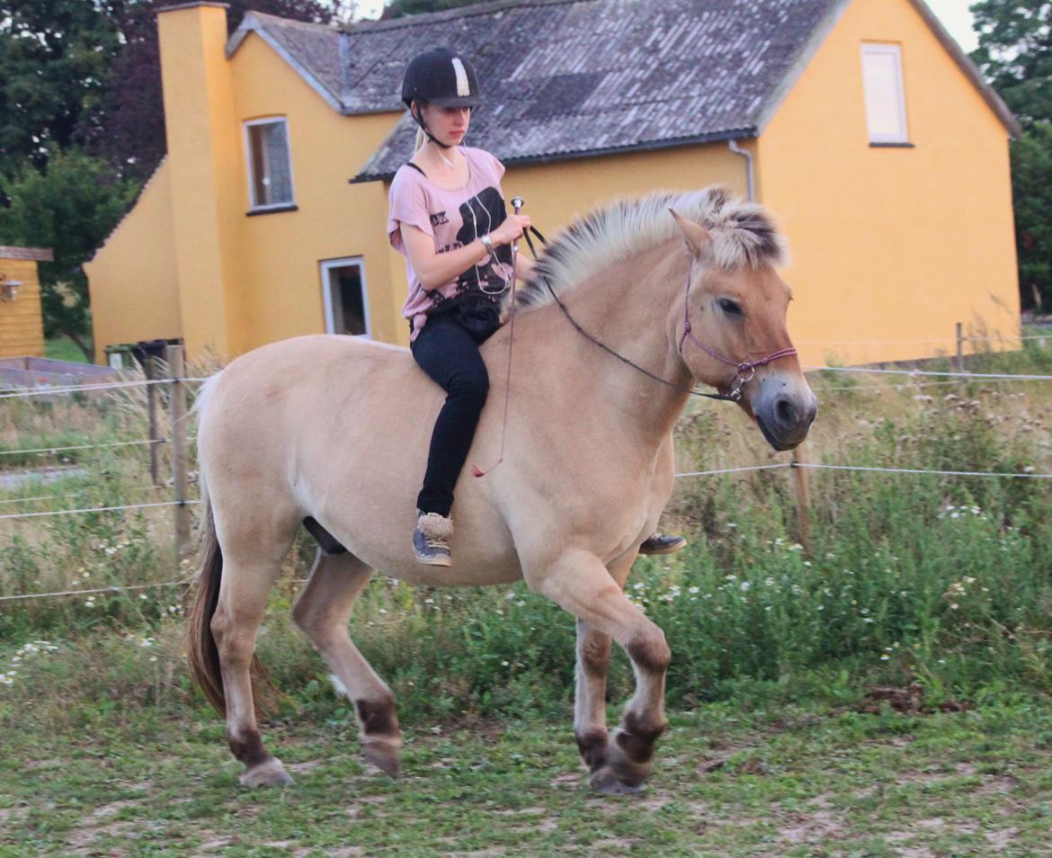 Fjordhest - Fabel Stanstorp - Træning d. 19/8 2013 billede 7