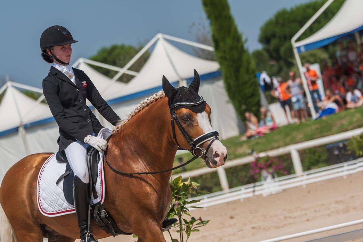 Tysk Sportspony Der Harlekin B A-pony - EM 2013  billede 8