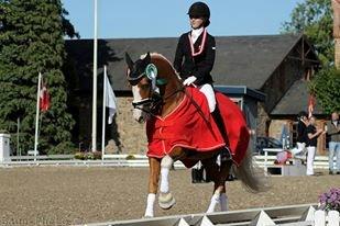 Tysk Sportspony Der Harlekin B A-pony - DM 2013 billede 16