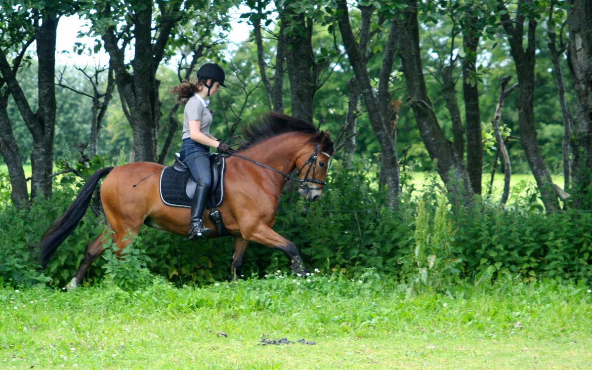 New Forest Remontes Free Fantasy - Dressurtræning lørdag den 29. Juni 2013. billede 13
