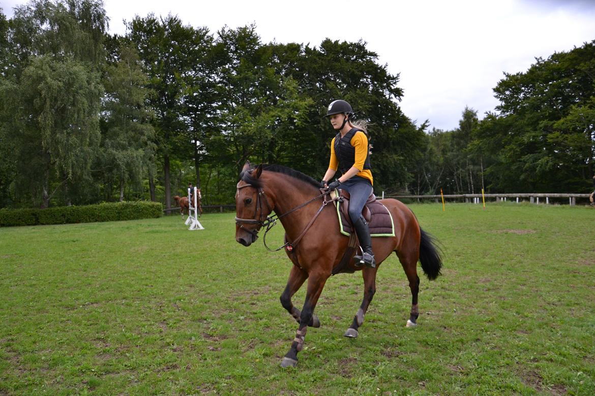 New Forest Enggårdens Conrad billede 5