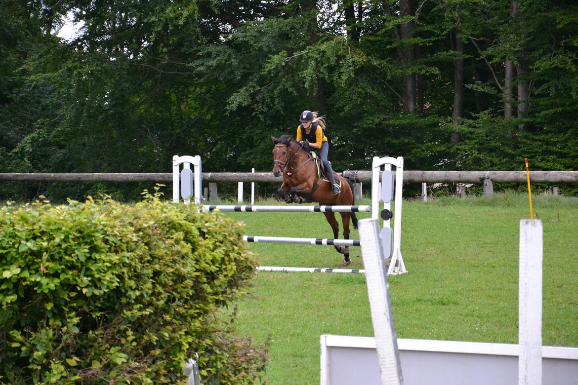 New Forest Enggårdens Conrad billede 2