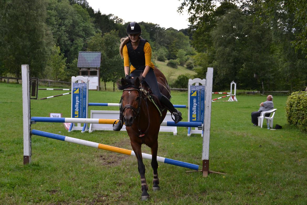 New Forest Enggårdens Conrad billede 3