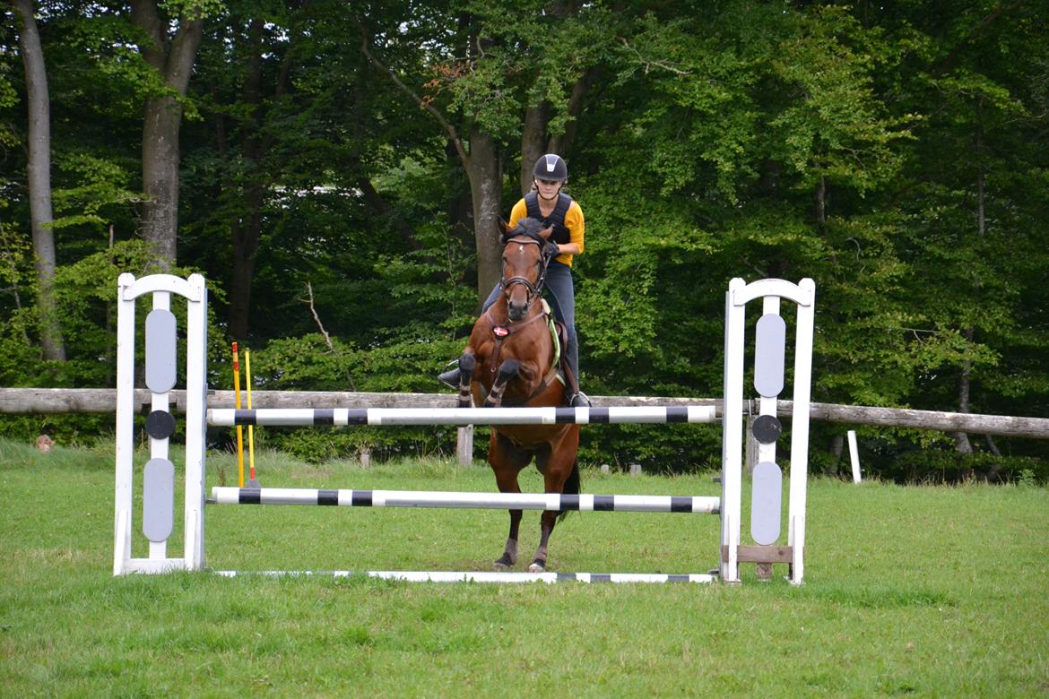 New Forest Enggårdens Conrad billede 4