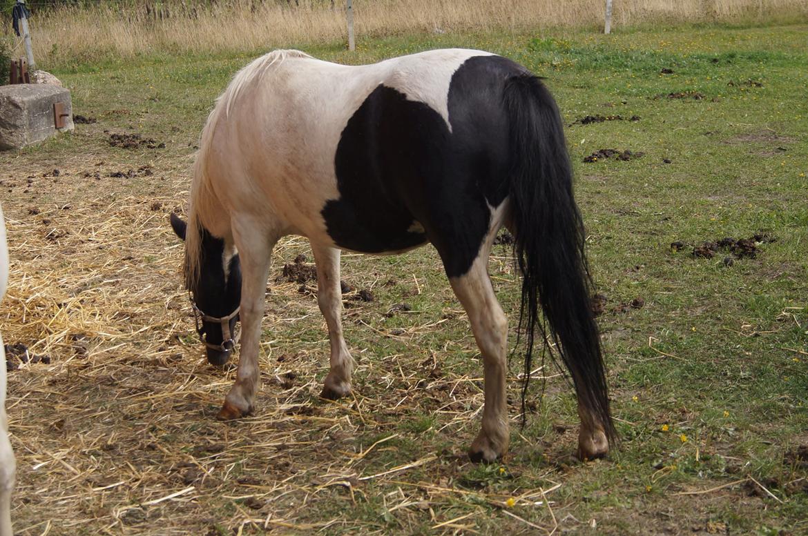 Anden særlig race Dixie  billede 9