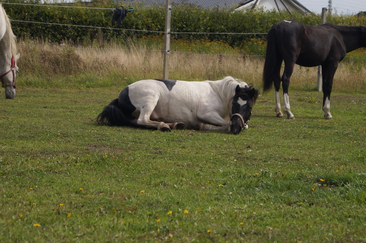 Anden særlig race Dixie  - Smukke Dixie pigen liger ned!<3 billede 8