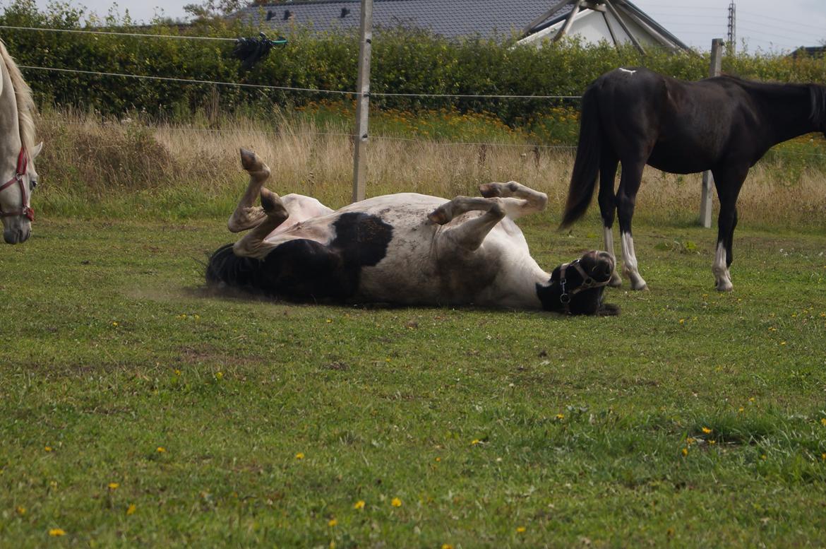 Anden særlig race Dixie  - Uhh dejlig med en rulle tur efter at blive vasket!!<3 billede 31