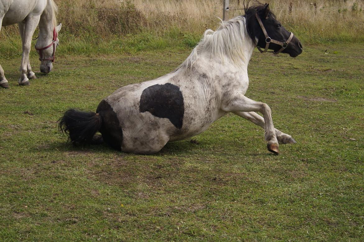Anden særlig race Dixie  billede 3
