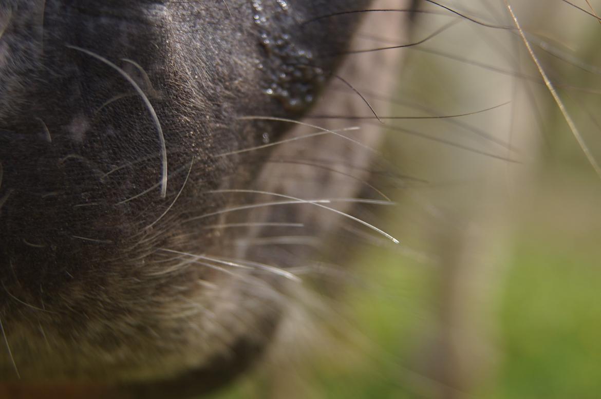 Anden særlig race Dixie  billede 25