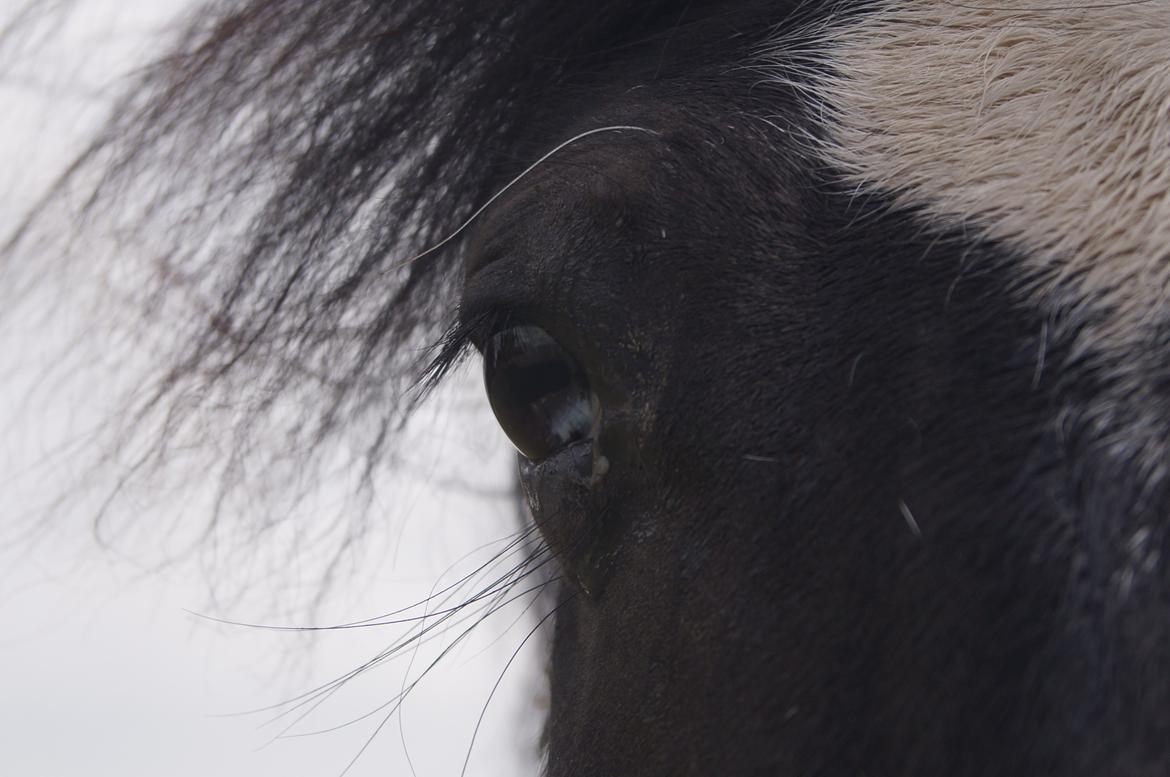 Anden særlig race Dixie  - Smukt!!<3 billede 28