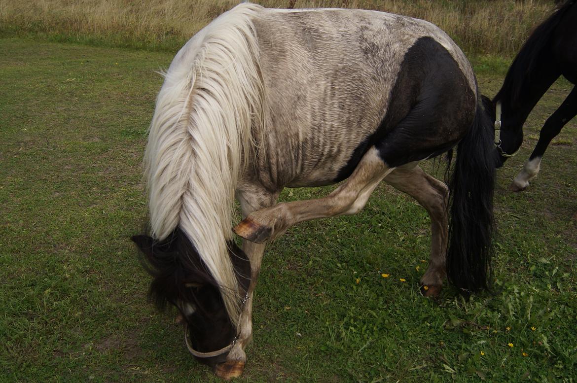 Anden særlig race Dixie  billede 15