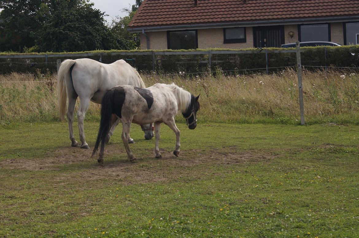 Anden særlig race Dixie  billede 26