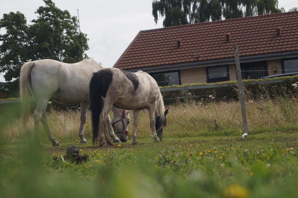 Anden særlig race Dixie  billede 1