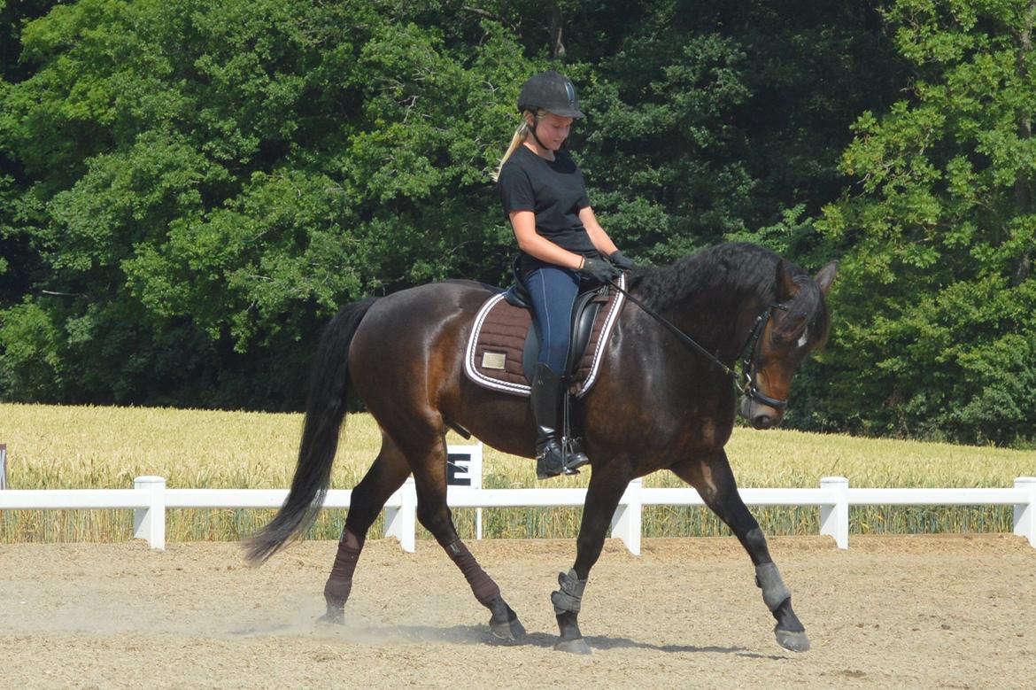 New Forest Dalgaardens Figaro - oppe hos lisbet seierskilde :-) billede 2