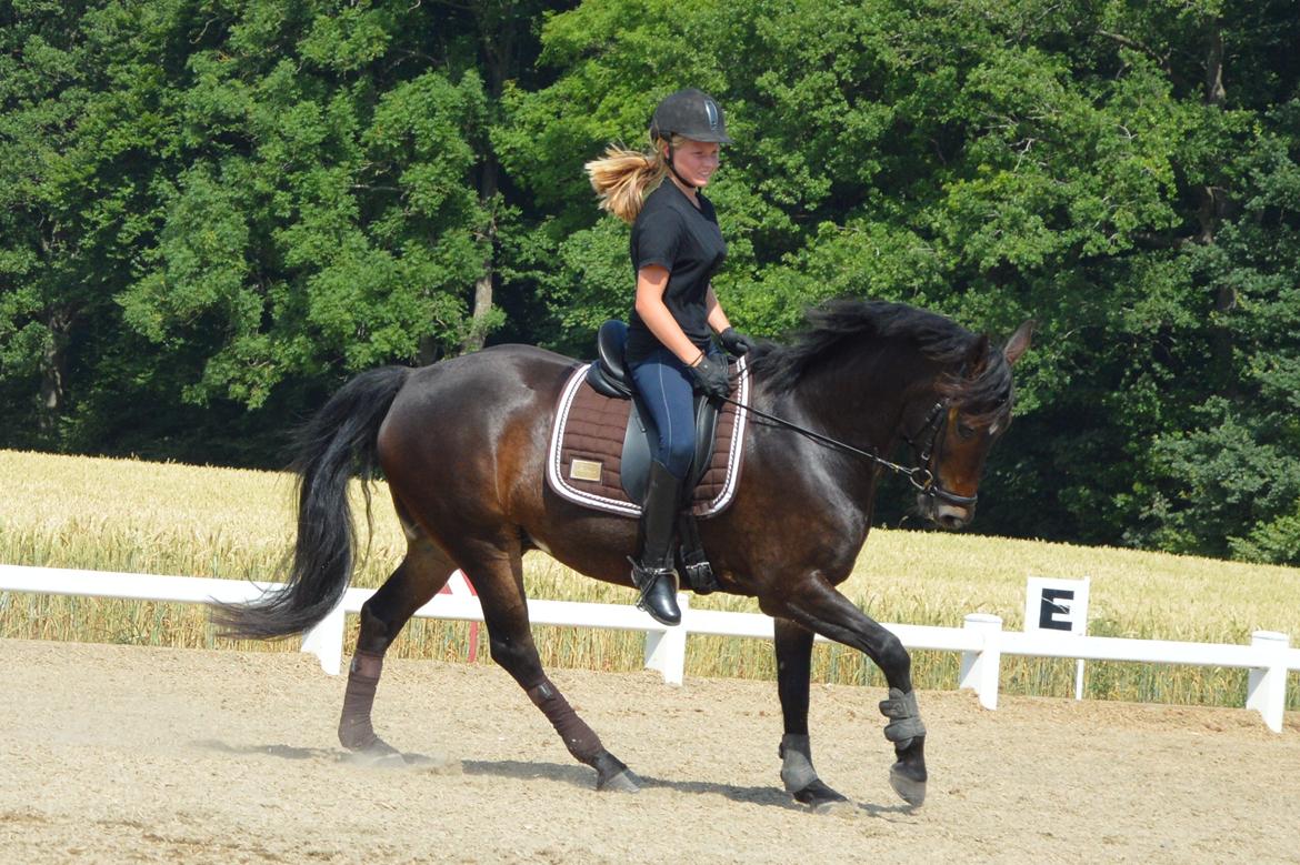 New Forest Dalgaardens Figaro - På seierskildessommerskole 2013 :-) billede 18