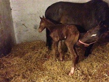 Dansk Varmblod Spanggårds Whitney (RDH) - Whitney og hendes hoppe føl fra 2013 :) Billed lånt af sælger :) billede 17