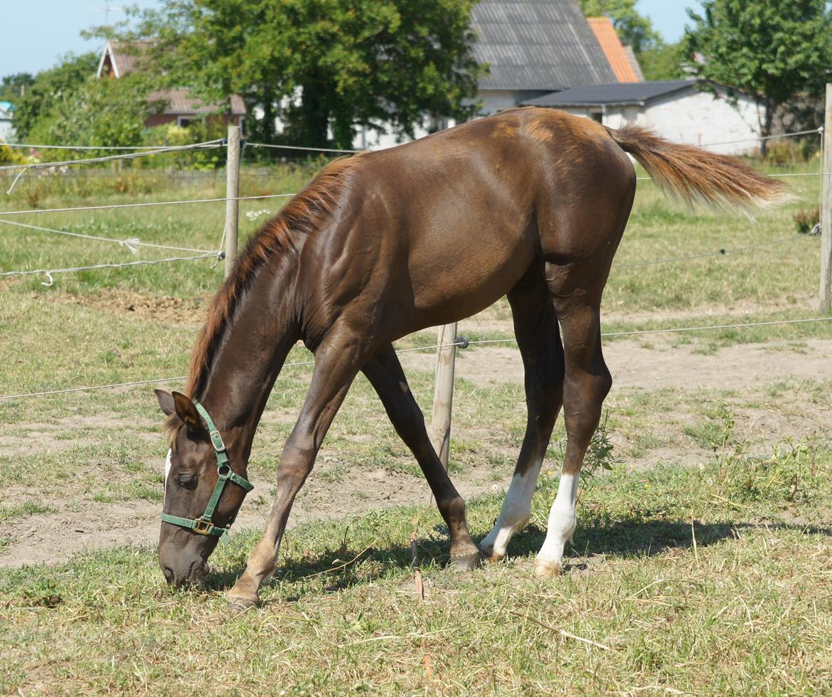 Dansk Varmblod Spanggårds Whitney (RDH) - Whitneys hoppeføl fra 2013, efter Skovens Rafael, overvejer og lave sådan en mere på hende :) billede 34