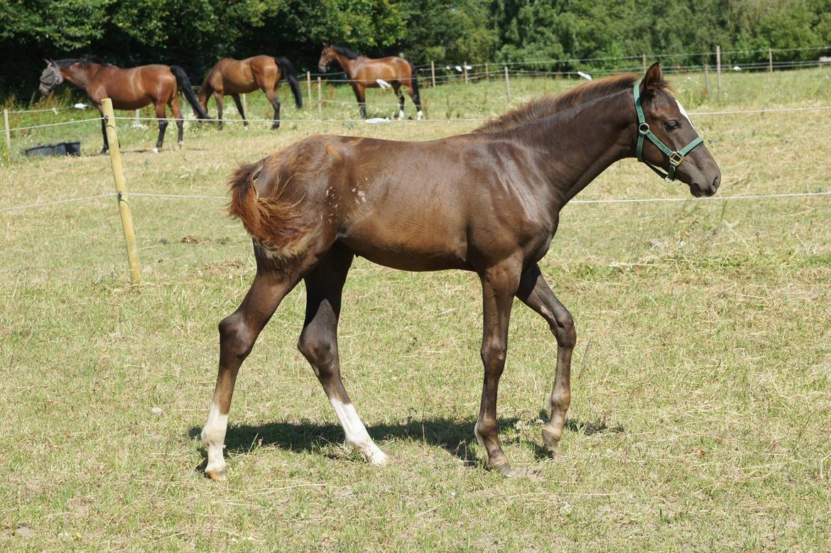 Dansk Varmblod Spanggårds Whitney (RDH) - Whitneys hoppeføl fra 2013, efter Skovens Rafael, overvejer og lave sådan en mere på hende :) billede 36