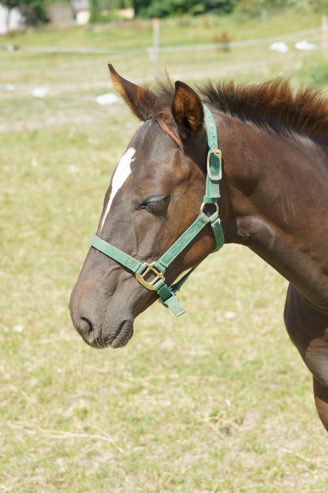 Dansk Varmblod Spanggårds Whitney (RDH) - Whitneys hoppeføl fra 2013, efter Skovens Rafael, overvejer og lave sådan en mere på hende :) billede 35