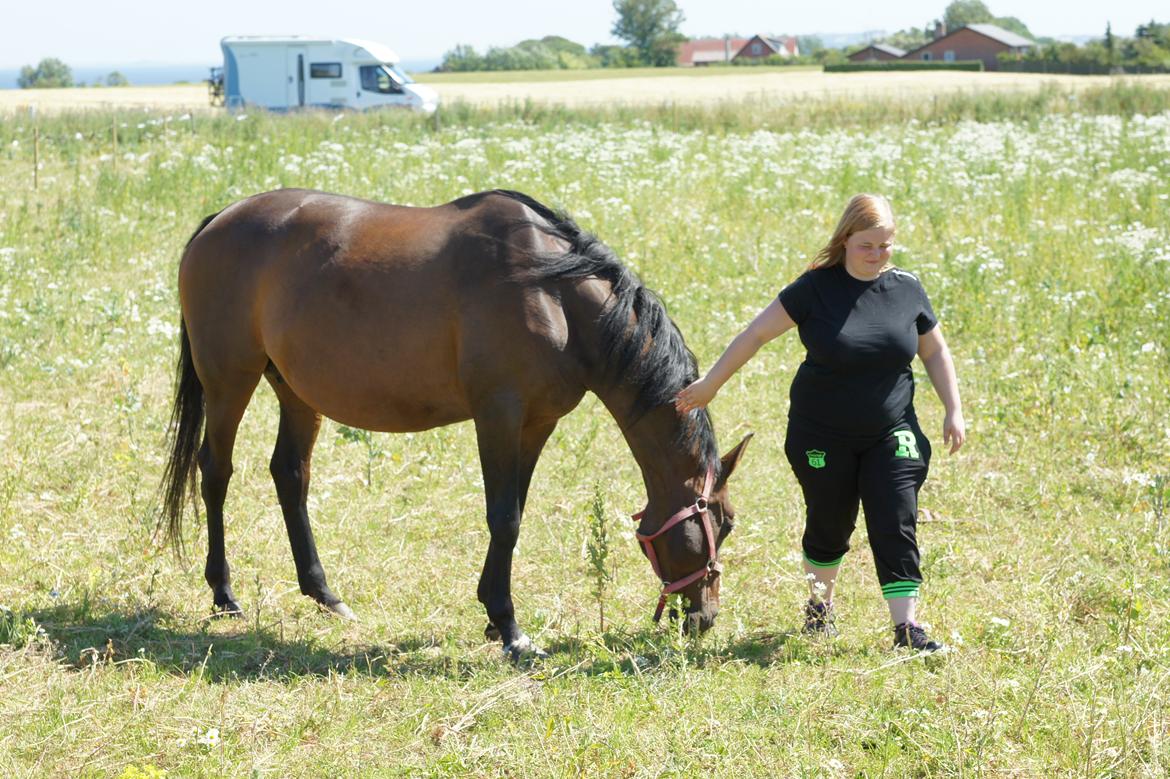 Dansk Varmblod Spanggårds Whitney (RDH) - Whitney D. 20. Juli, på besøg efter vi har været til følskue på katrinelund :) billede 9