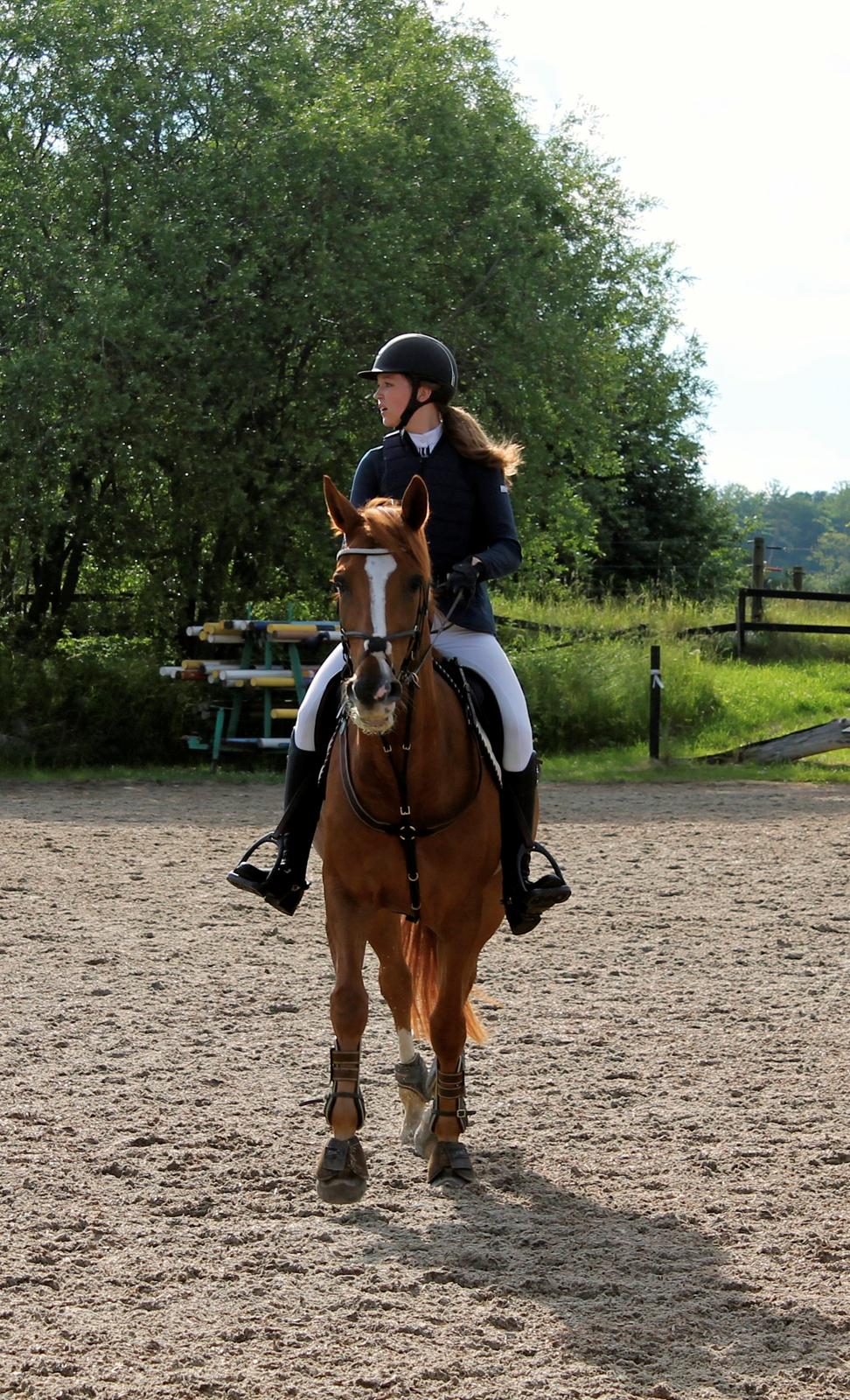 Fransk Varmblod Pickpocket - Stævne på Ballerup d.21/6-13 billede 3