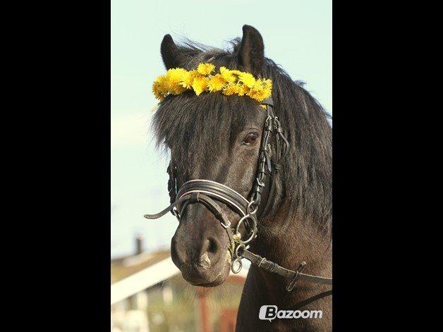 Welsh Pony (sec B) Papaya *R.I.P* - R.I.P Papaya <3 Min lille prinsesse pony <3 Du var enormt fantastisk <3 :-( billede 1