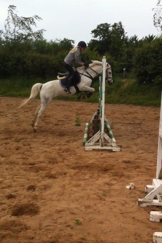 Anden særlig race Duchess (Solgt og mega savnet) <3 - Til springtræning på ridelejr,110cm:) billede 11