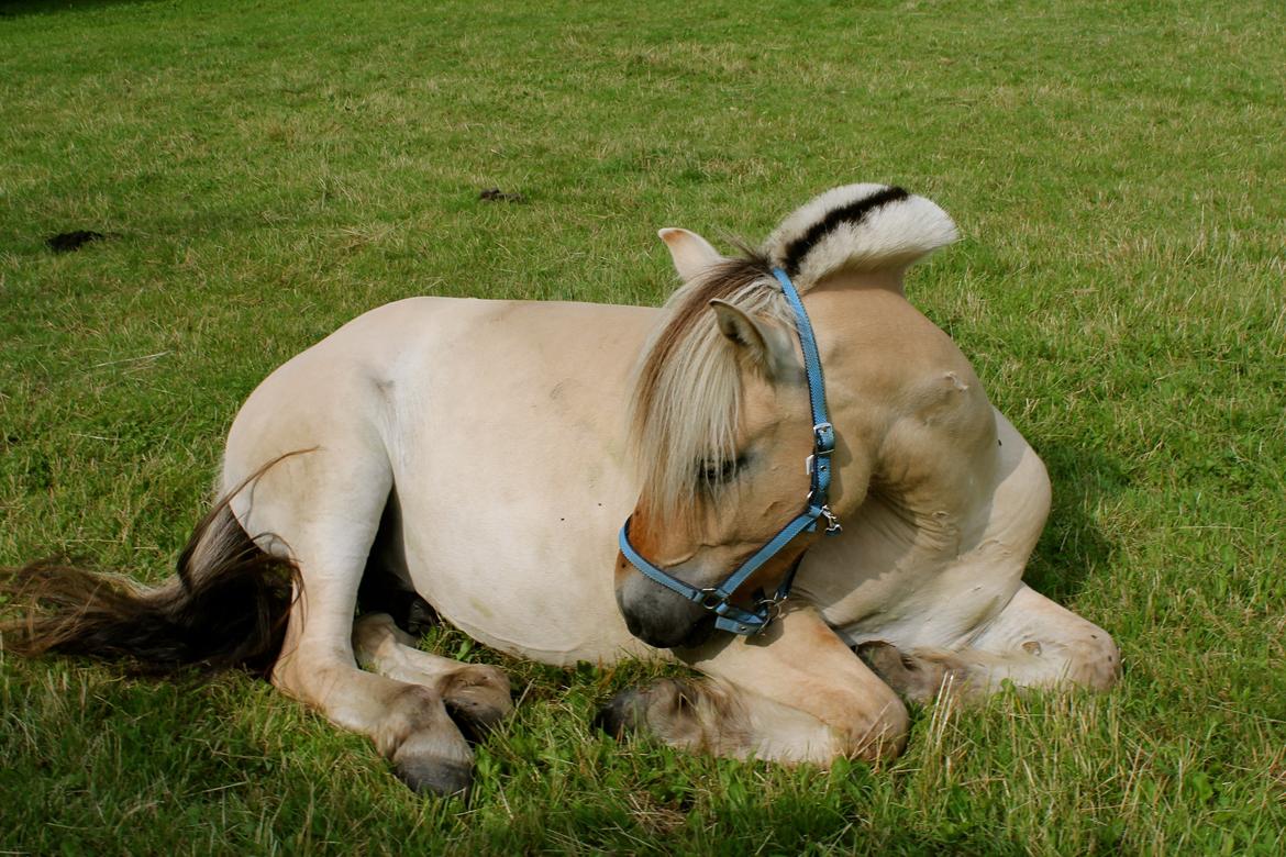 Fjordhest Atlet Bjergby - Prærievognstur 2013 - Lundeborg  billede 26
