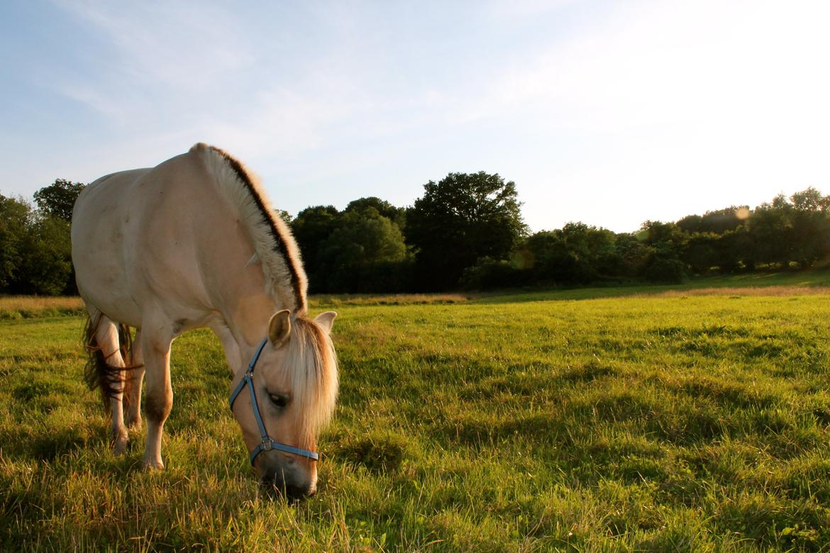 Fjordhest Atlet Bjergby - Atlet Bjergby - Prærievognsferie 2013 billede 20