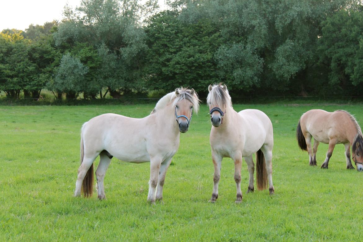 Fjordhest Atlet Bjergby - Atlet & Opal hygger - Prærievognsferie 2013 billede 32