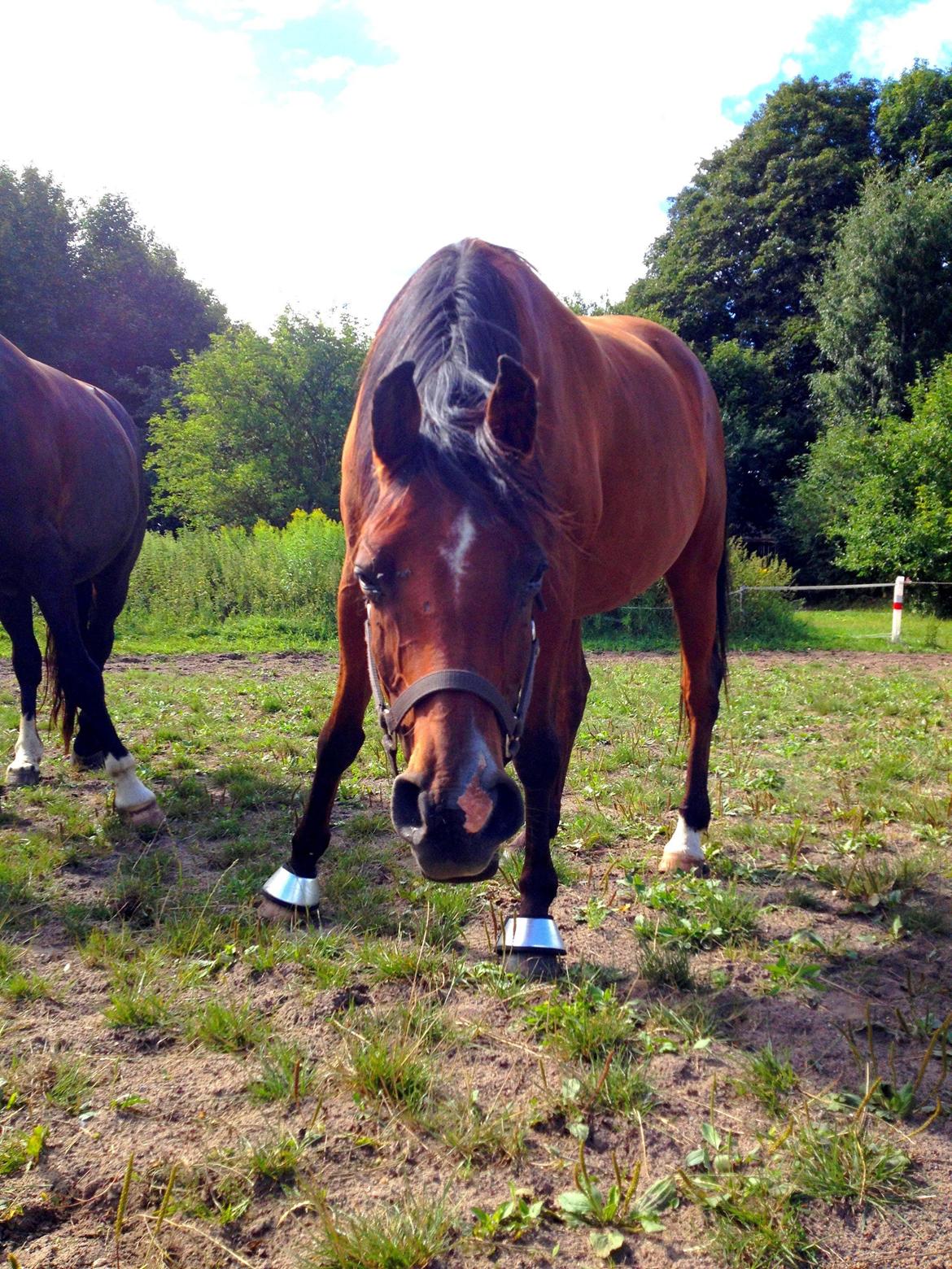 Arabisk fuldblod (OX) Nassim - Nassim løs på ridebanen  billede 16