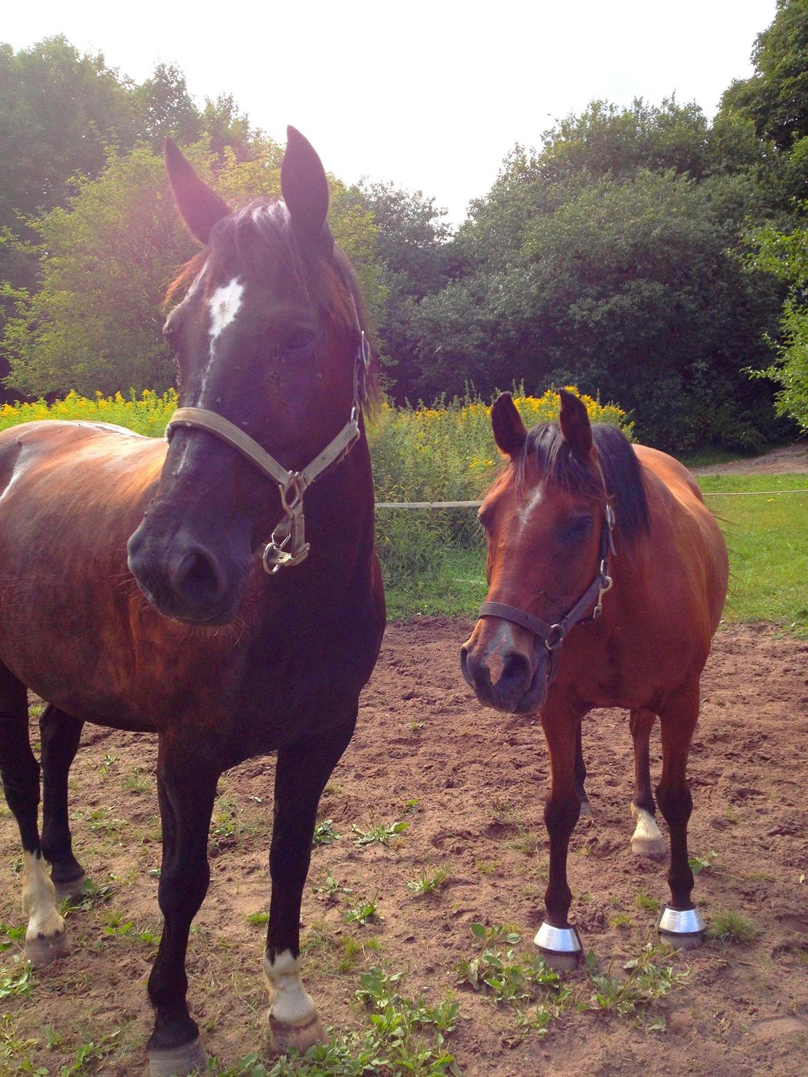 Arabisk fuldblod (OX) Nassim - lille Nassim og hans store ven Joey billede 19