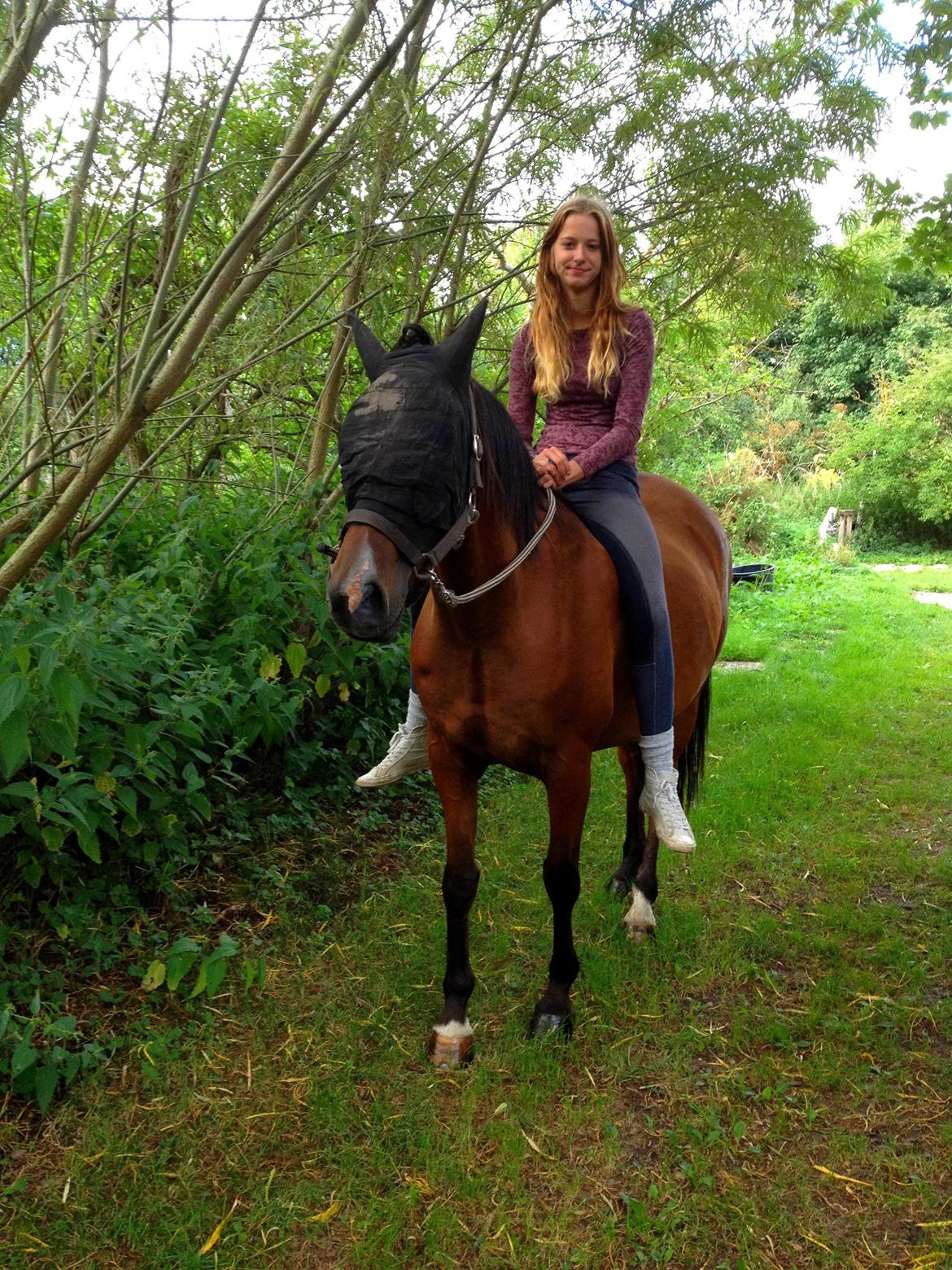 Arabisk fuldblod (OX) Nassim - fluemaske er det nye sort! chiller bare lidt i grime billede 17